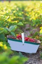Basket of freshly picked Strawberry during berry picking season in rural Ontario, Canada