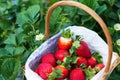 Basket of freshly picked strawberries