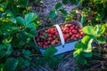 Basket of freshly picked Strawberry during berry picking season in rural Ontario, Canada