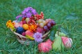 a basket of fruits on the grass, fruit harvest in a basket on green grass, apples, pears, plums, peaches and grapes Royalty Free Stock Photo