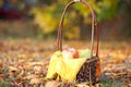 Basket with fruits on a meadow