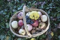 A basket full of apples, quince, walnuts, grapes