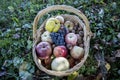 A basket full of apples, quince, walnuts, grapes