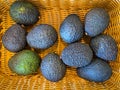 A basket full of avocados Royalty Free Stock Photo