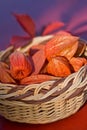 Basket full - Bladder Cherry Royalty Free Stock Photo