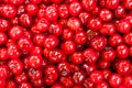 A basket full of bright red freshly picked early sweet cherries Royalty Free Stock Photo