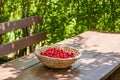 A basket full of bright red freshly picked early sweet cherries Royalty Free Stock Photo