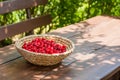 A basket full of bright red freshly picked early sweet cherries Royalty Free Stock Photo