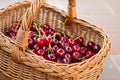 A basket full of bright red freshly picked early sweet cherries Royalty Free Stock Photo