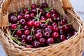 A basket full of bright red freshly picked early sweet cherries Royalty Free Stock Photo