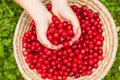 A basket full of bright red freshly picked early sweet cherries Royalty Free Stock Photo