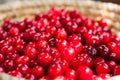 A basket full of bright red freshly picked early sweet cherries