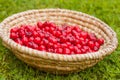 A basket full of bright red freshly picked early sweet cherries Royalty Free Stock Photo