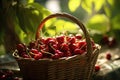 Basket full of cherries Royalty Free Stock Photo