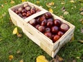 Basket full of chestnuts Royalty Free Stock Photo