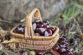basket full of chestnuts Royalty Free Stock Photo