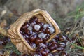 basket full of chestnuts Royalty Free Stock Photo