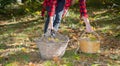 Basket full of chestnuts during the autumn harvest, aritzo Royalty Free Stock Photo