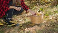 Basket full of chestnuts during the autumn harvest, aritzo Royalty Free Stock Photo