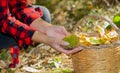 Basket full of chestnuts during the autumn harvest, aritzo Royalty Free Stock Photo