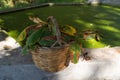 Basket full of chestnuts during the autumn harvest, aritzo Royalty Free Stock Photo