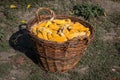 Basket full of corn cobs Royalty Free Stock Photo