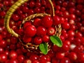 Basket Full of Cowberries Royalty Free Stock Photo