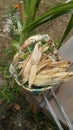Basket full of dry corns Royalty Free Stock Photo