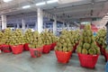 Basket full of durians at Talad Thai fruits market Royalty Free Stock Photo