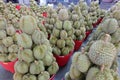 Basket full of durians at Talad Thai fruits market Royalty Free Stock Photo