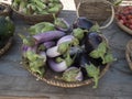 A basket full of eggplants at a farmer`s market