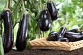 Basket full of eggplants on the soil under the plants in garden Royalty Free Stock Photo