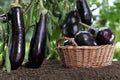 Basket full of eggplants on the soil under the plants in garden