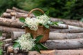 Basket full of elderberry flowers in woods, elderflowers harvesting