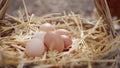 Basket full of fresh chicken eggs collected in the countryside in the field