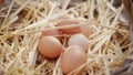 Basket of fresh hen free range eggs collected in the countryside in the field