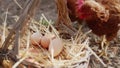 Basket full of fresh hen eggs collected in the countryside in the field