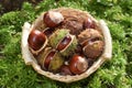 Basket full of fresh horse chestnuts Royalty Free Stock Photo