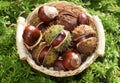 Basket full of fresh horse chestnuts Royalty Free Stock Photo