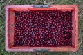 Basket full of fresh maturely fruit Royalty Free Stock Photo