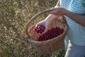 Basket full of fresh maturely fruit Royalty Free Stock Photo