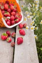 Basket full of fresh organic strawberries on wooden background. Harvest in the garden. Berries and flowers. Healthy food Royalty Free Stock Photo