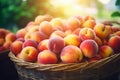 Basket full of fresh peach fruits at market