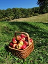 Basket full of fresh picked apples. Autumn harvest. Royalty Free Stock Photo