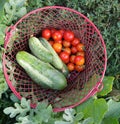 Basket full of fresh picked vegetables Royalty Free Stock Photo