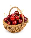 Basket full of fresh red cherry Royalty Free Stock Photo