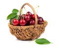 Basket full of fresh red cherry Royalty Free Stock Photo