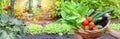 basket full of fresh vegetables holding by hands of a man Royalty Free Stock Photo