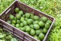 basket full of freshly harvested avocados on the ground Royalty Free Stock Photo