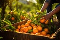 A basket full of freshly harvested oranges. AI Generated